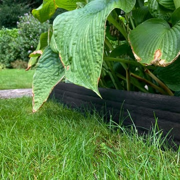 Multi-Edge ECO borderrol 20m lengte, 20cm hoogte, kleur zwart aangelegd